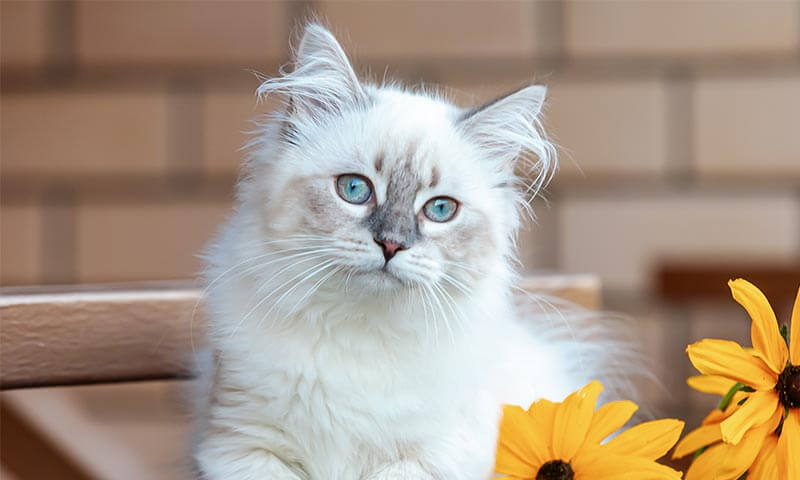 Kitten Packages