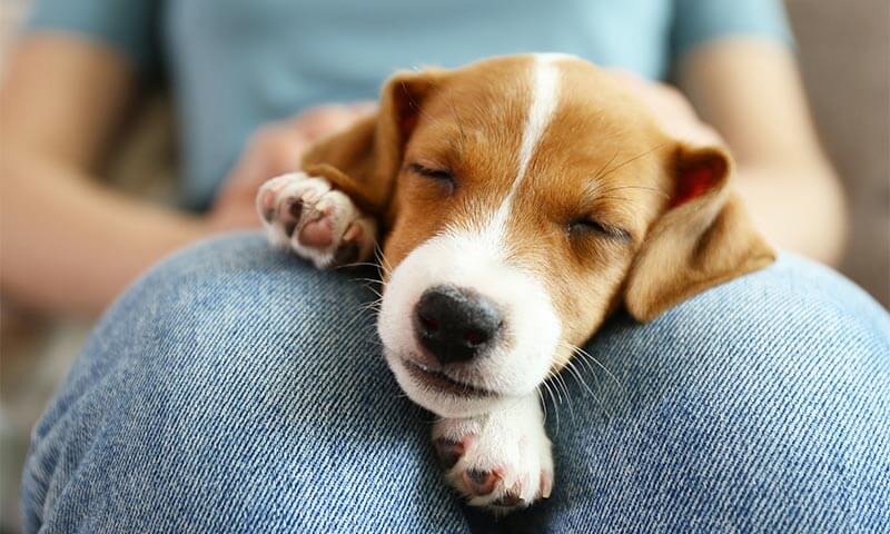 Puppy Packages
