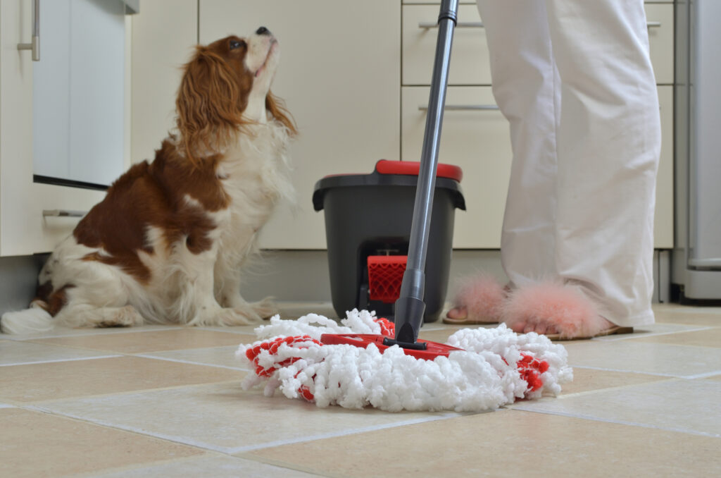Spring Cleaning for Your Pet: How to Keep Allergies at Bay This Season