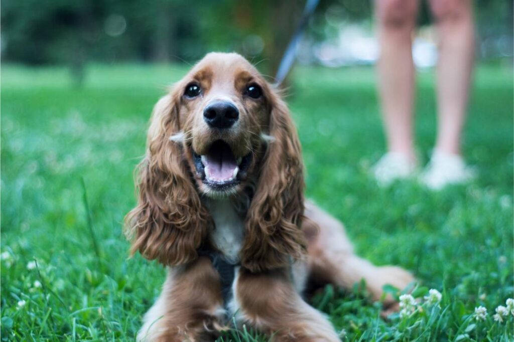 National Heartworm Awareness Month: Protecting Your Pet from Heartworm Disease