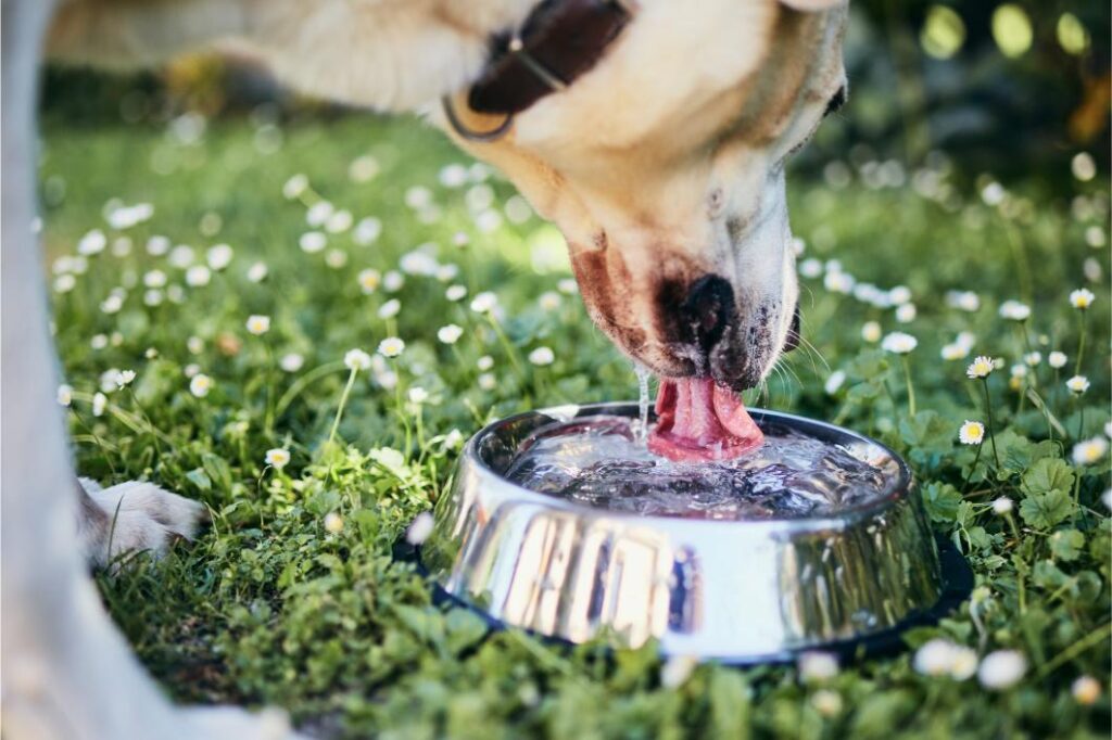 Why Is It Important to Keep Your Pet Hydrated in the Heat? 6 Signs of Dehydration