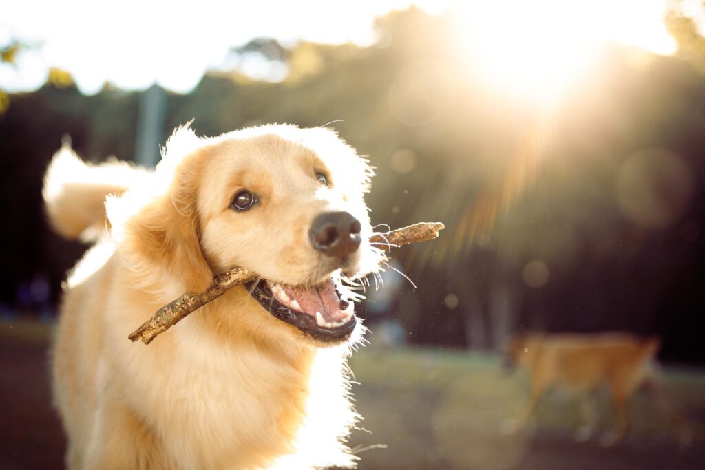 How Can You Keep Your Pet Active in the Hot Weather? Fun Indoor Activities