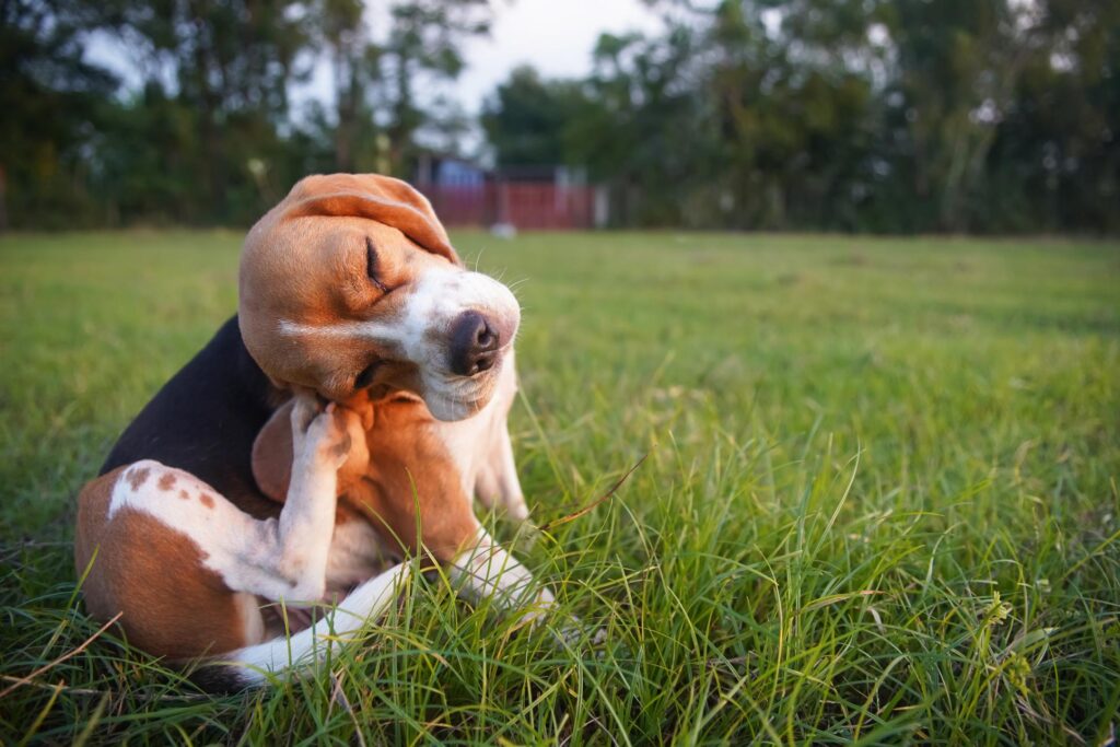 Which Common Late-Summer Allergies Affect Pets? 