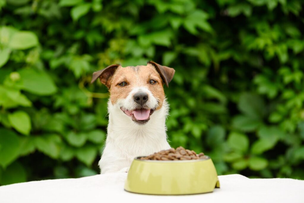 Which Summer Foods Are Safe for Pets? 10 Vet-Approved Snacks