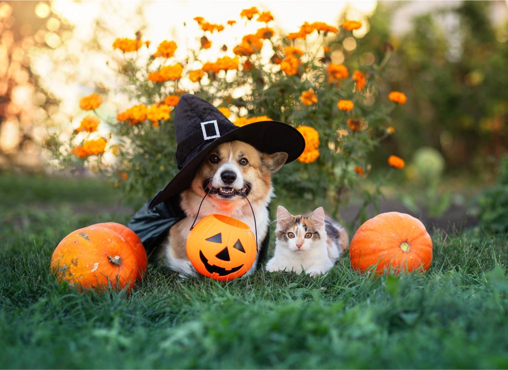 Halloween Safety Tips for Pets