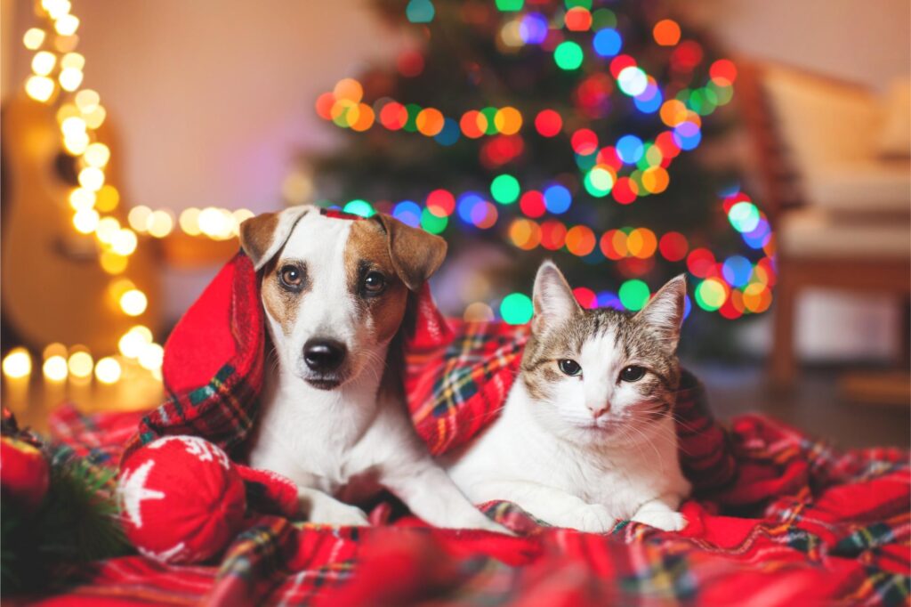 Holiday Safety Tips for Pets: Keep Them Happy and Healthy This December