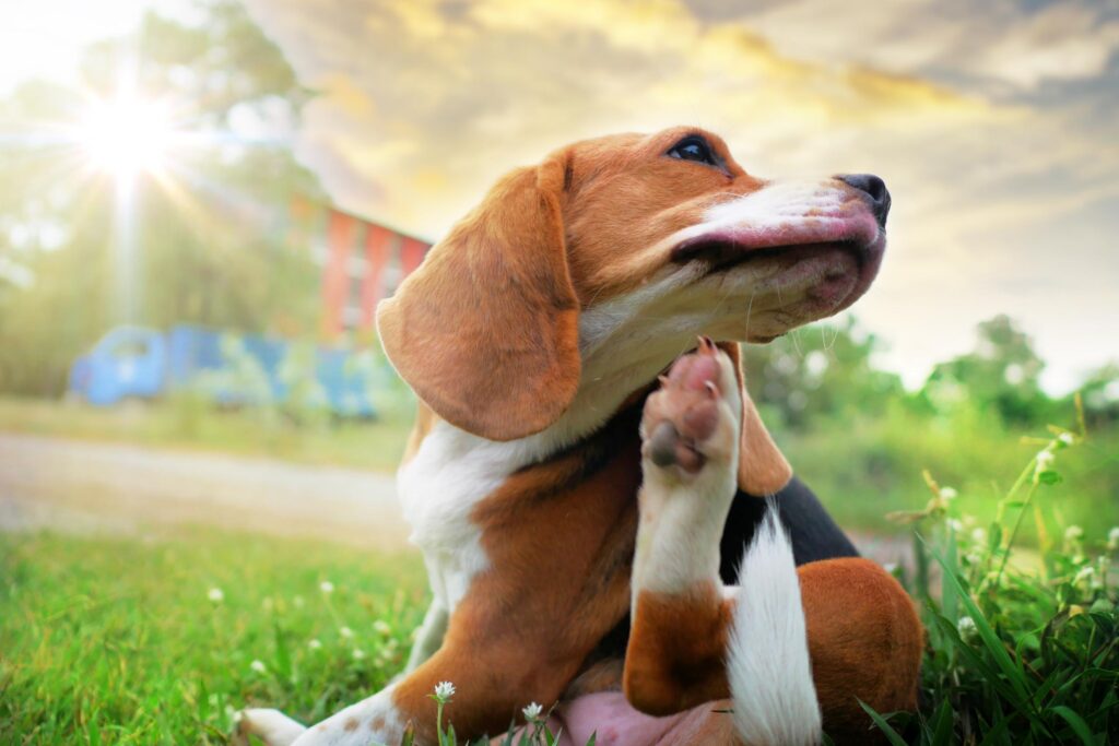 Dog Allergies vs. Flea Allergies: How to Tell the Difference This Spring