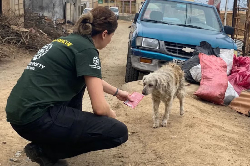 National Animal Disaster Preparedness Day