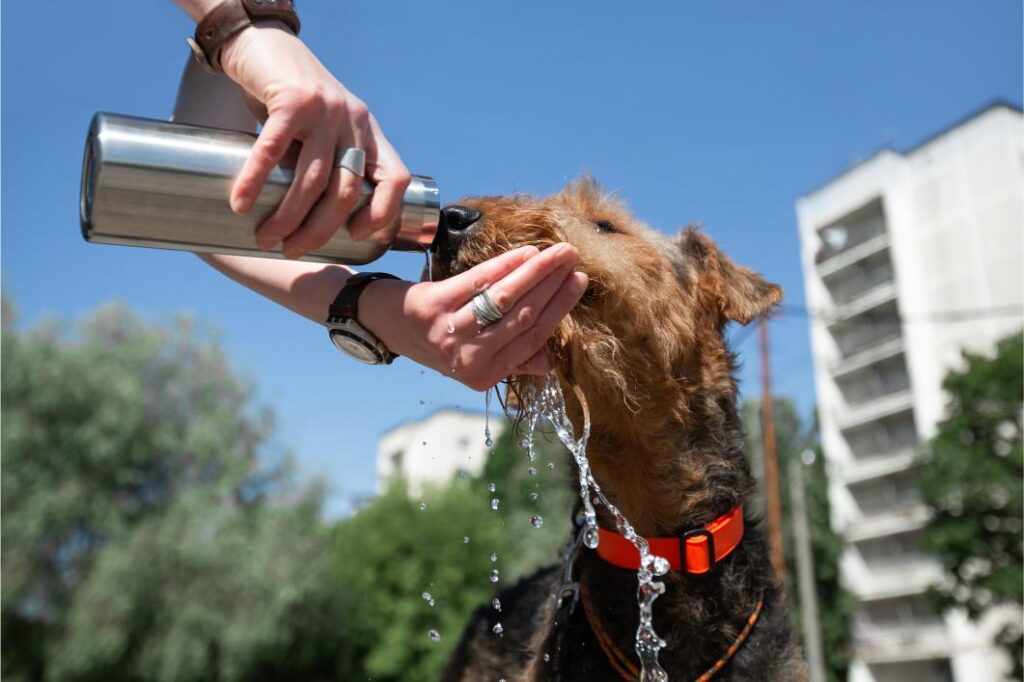 Why Is My Dog Breathing Fast? Early Signs of Heatstroke