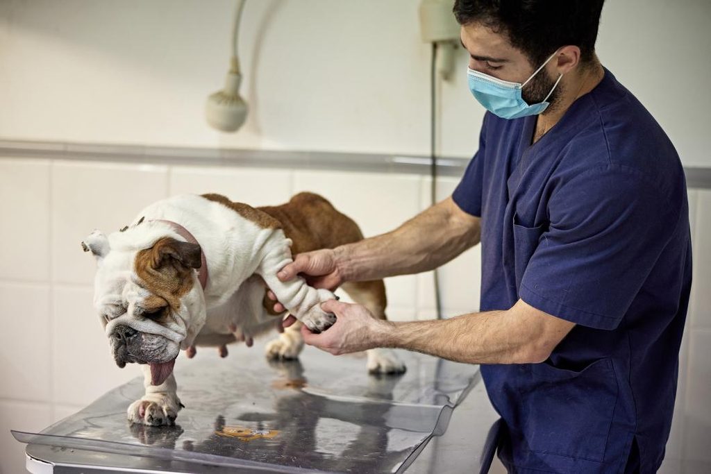 Why Is My Dog Slowing Down? Early Signs of Arthritis Before Winter
