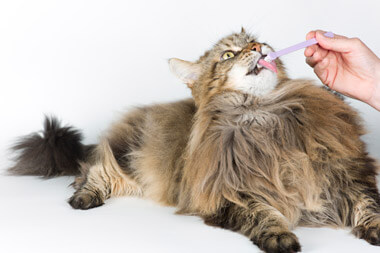 pet-dental-care pet-dental-care