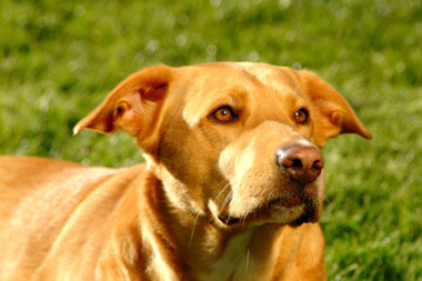 veterinary-services