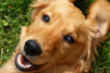 adult-pet-care adult-pet-care