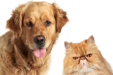 pet-health-information pet-health-information