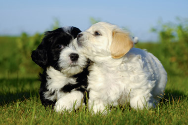 puppy-care puppy-care