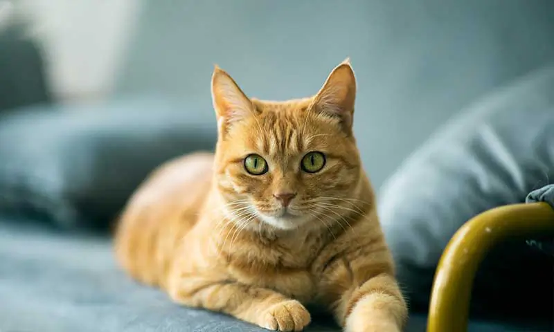 An orange cat