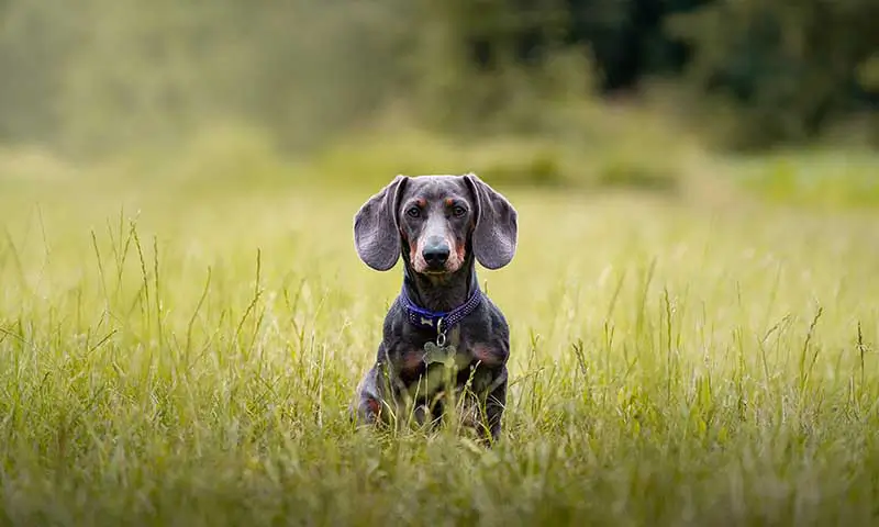 A dog in a field