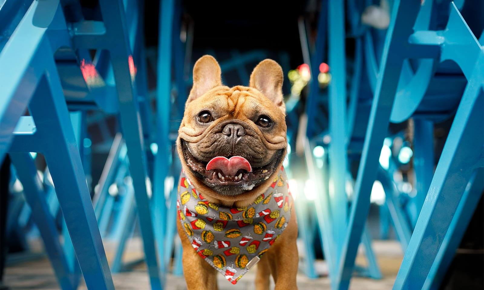 A bulldog on a leash